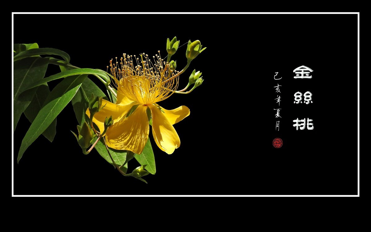 金色桃花金色蕊，金丝摇曳格外美