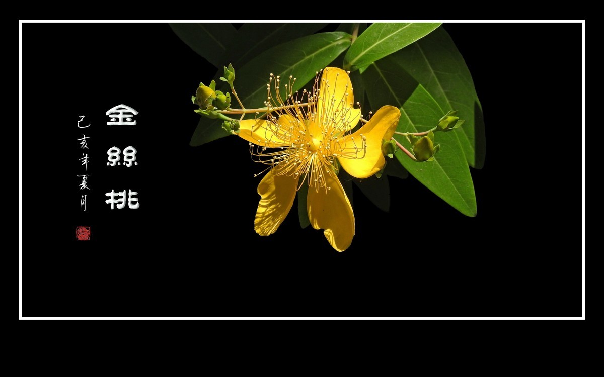 金色桃花金色蕊，金丝摇曳格外美