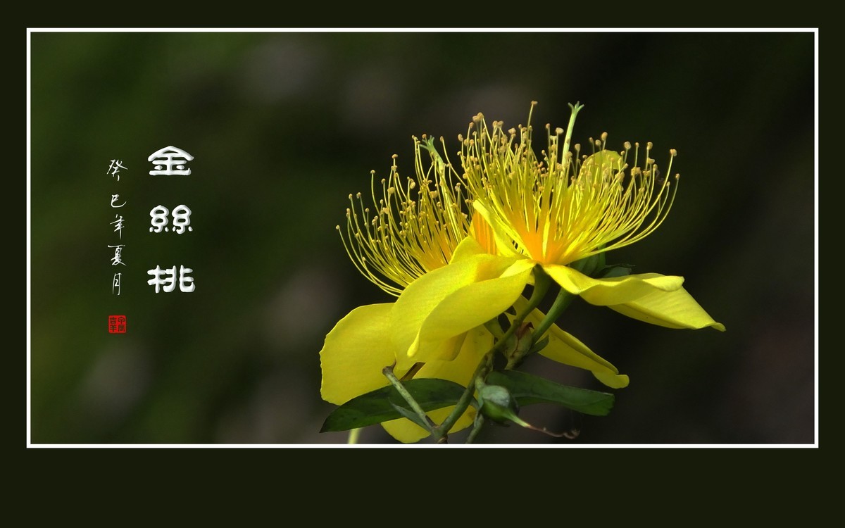 金色桃花金色蕊，金丝摇曳格外美