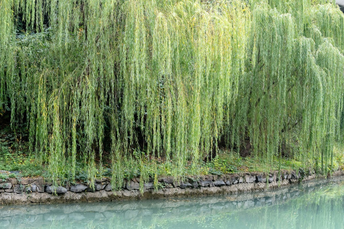 庐州印象（403）匡河公园初冬