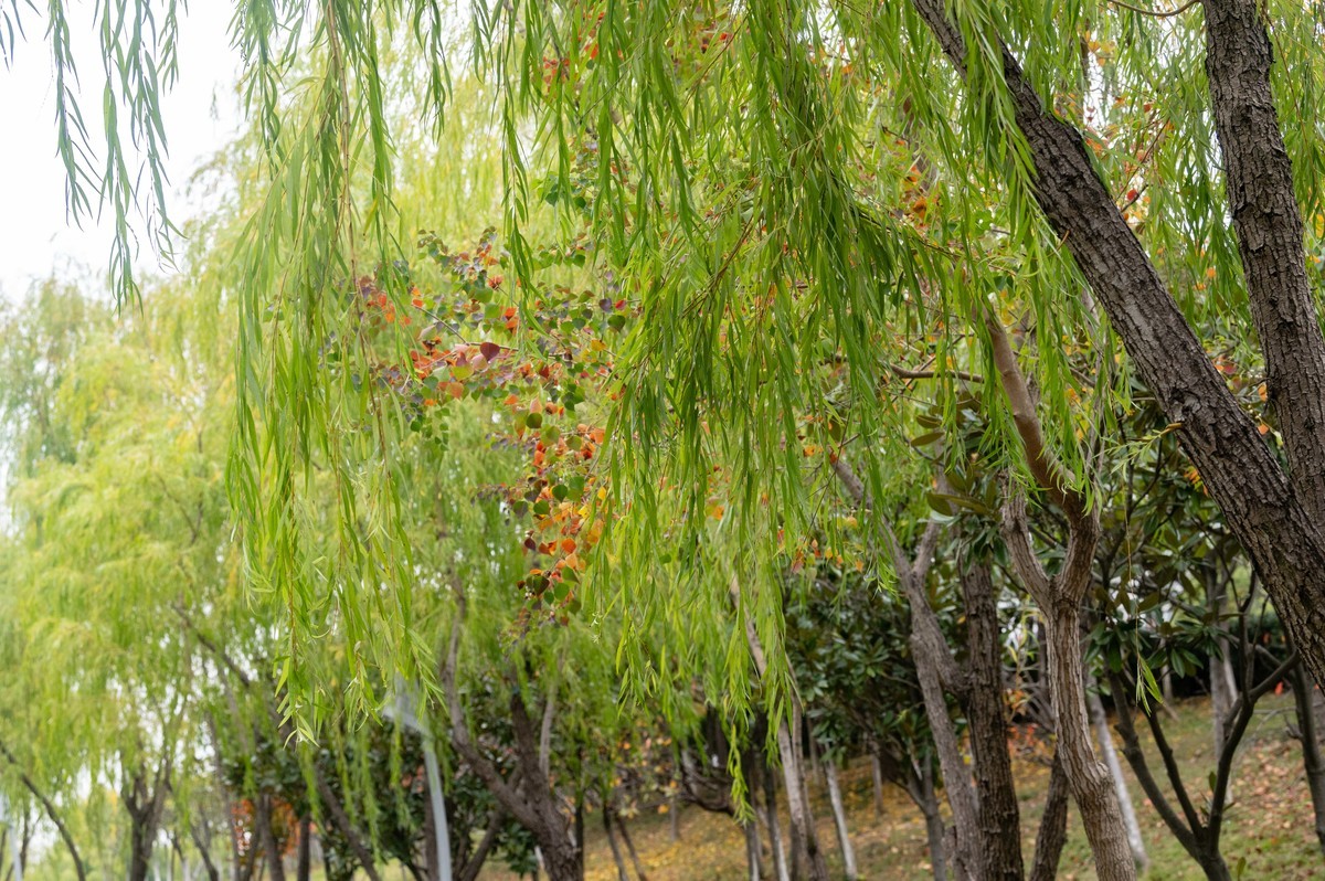 庐州印象（403）匡河公园初冬