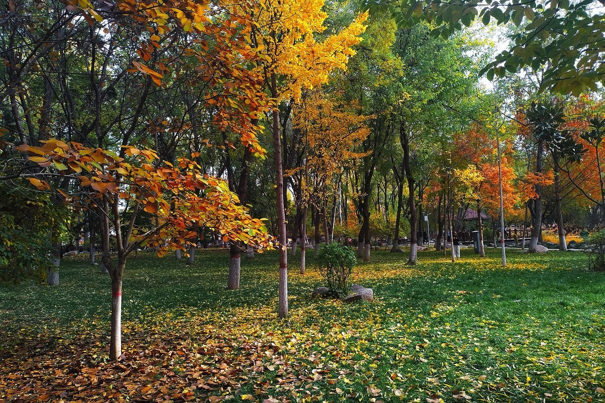 晚秋·槐北公园