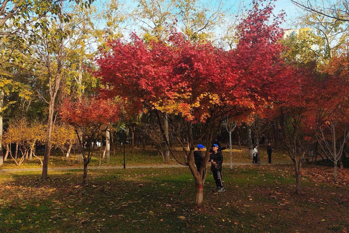 晚秋·槐北公园