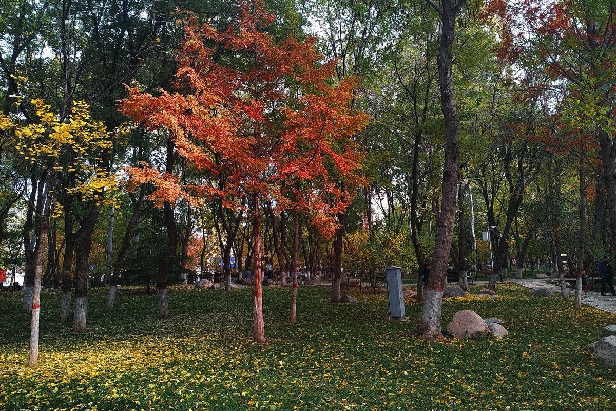 晚秋·槐北公园