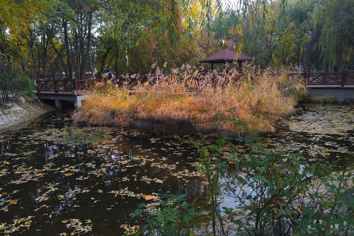 晚秋·槐北公园