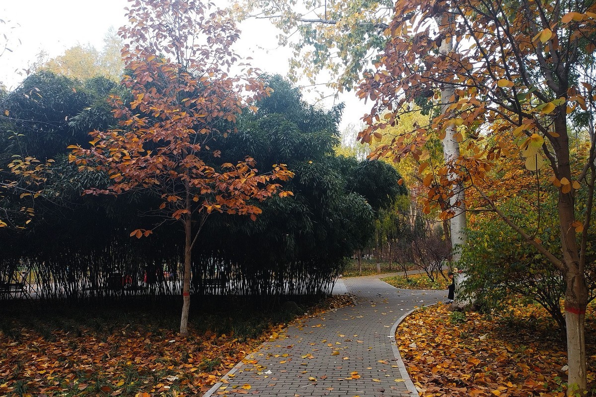 晚秋·槐北公园