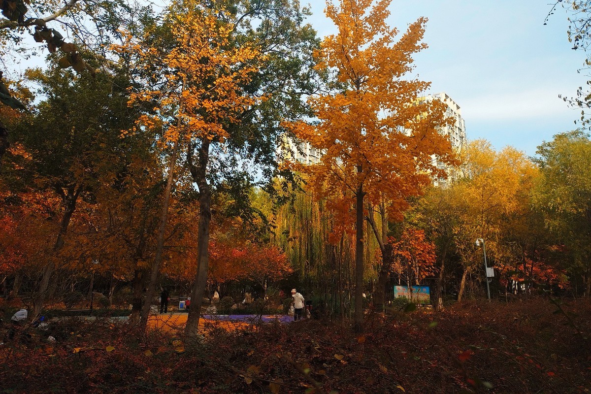晚秋·槐北公园