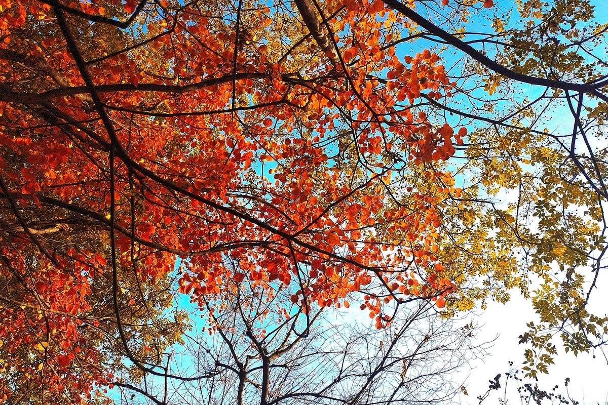 晚秋·槐北公园