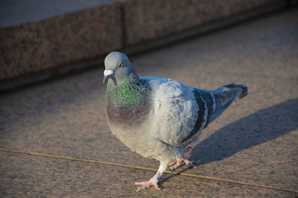 拍照狂魔之无锡灵山二【15P】