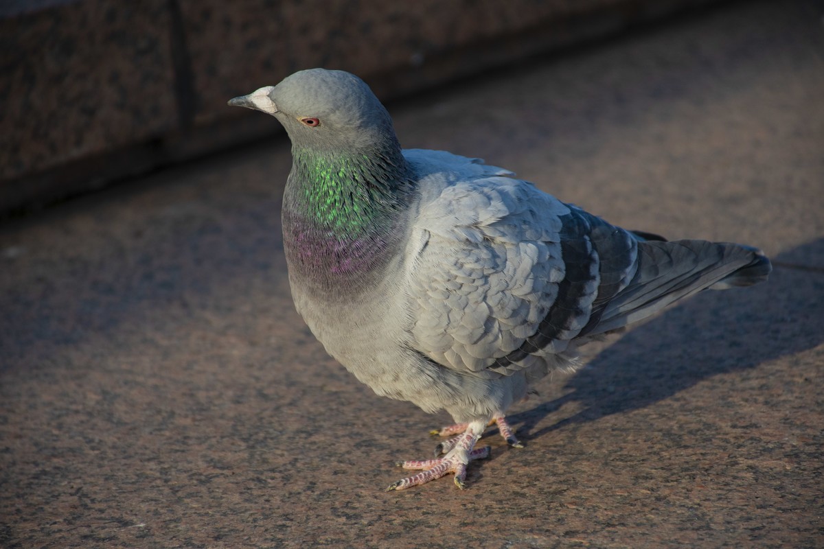 拍照狂魔之无锡灵山二【15P】