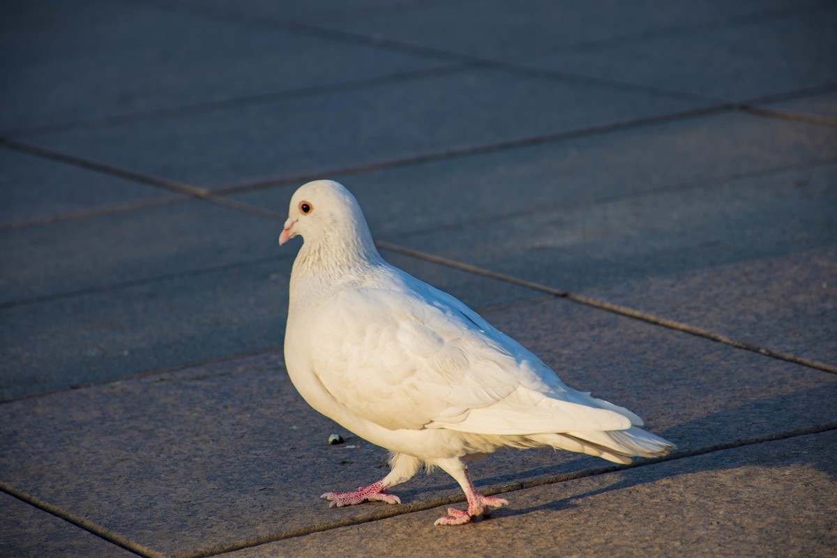 拍照狂魔之无锡灵山二【15P】