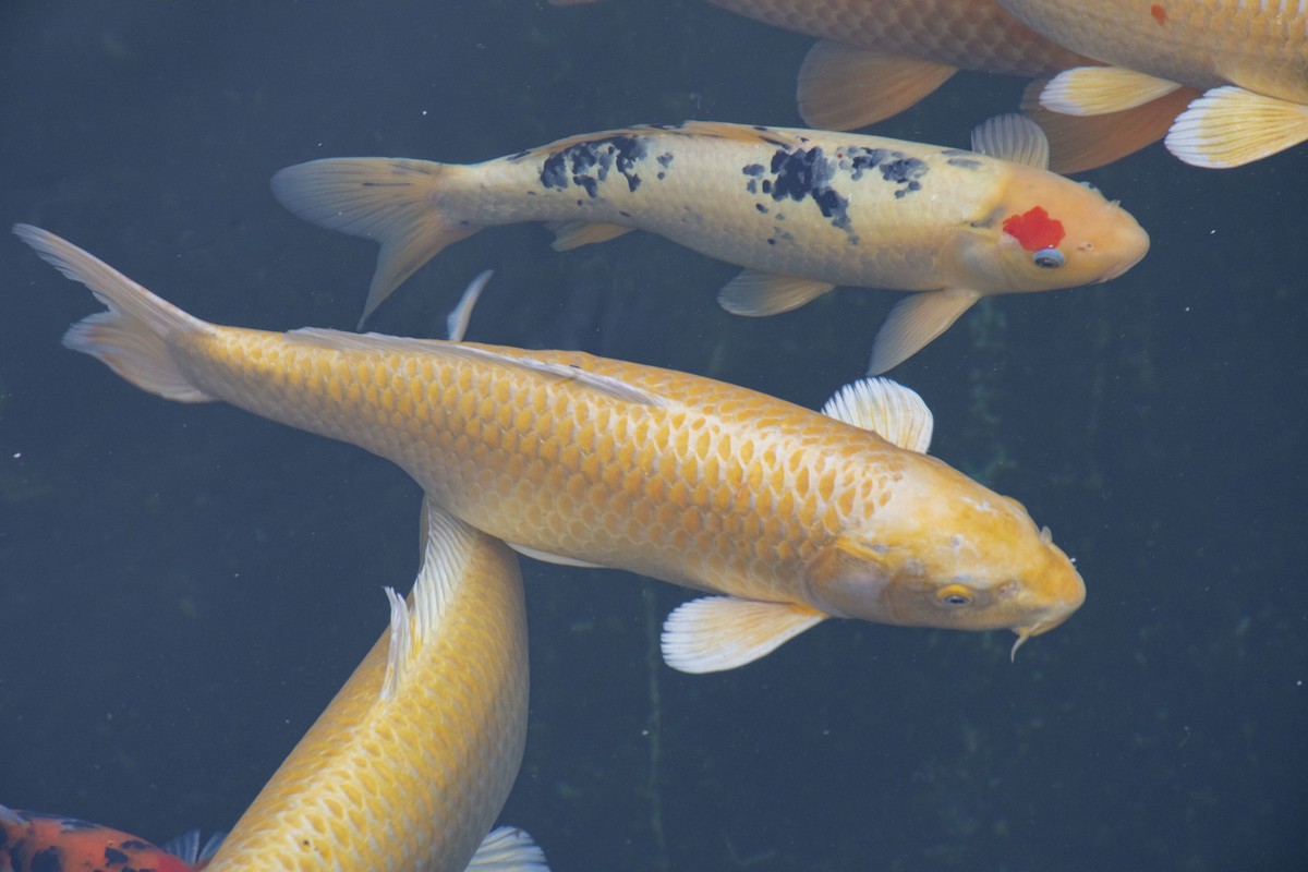 拍照狂魔之无锡灵山二【15P】