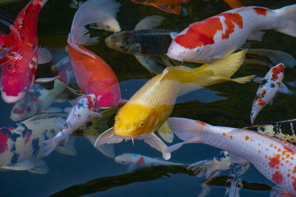 拍照狂魔之无锡灵山二【15P】