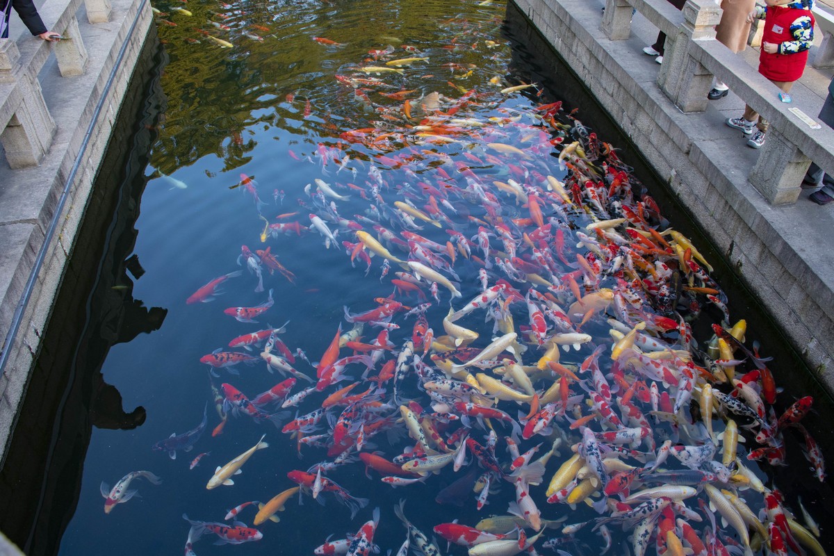 拍照狂魔之无锡灵山二【15P】