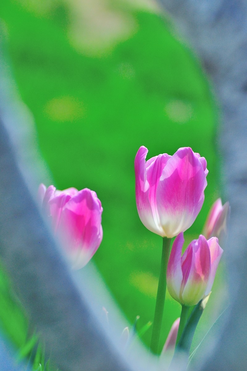 【视觉光影】郁金香（11）