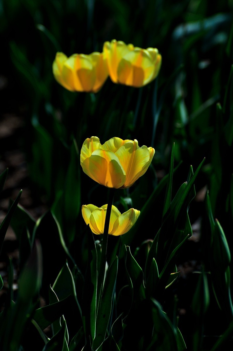 【视觉光影】郁金香（11）