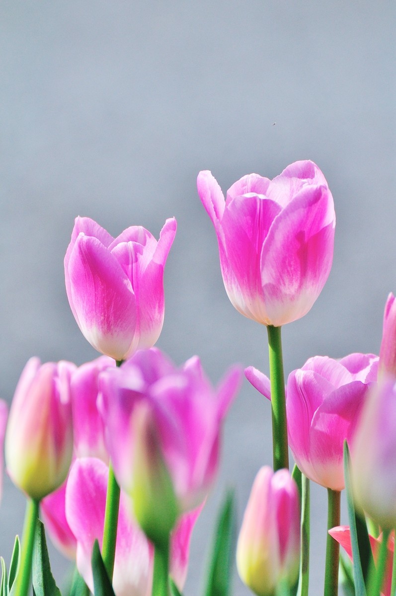 【视觉光影】郁金香（11）