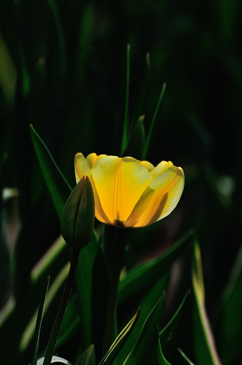 【视觉光影】郁金香（11）