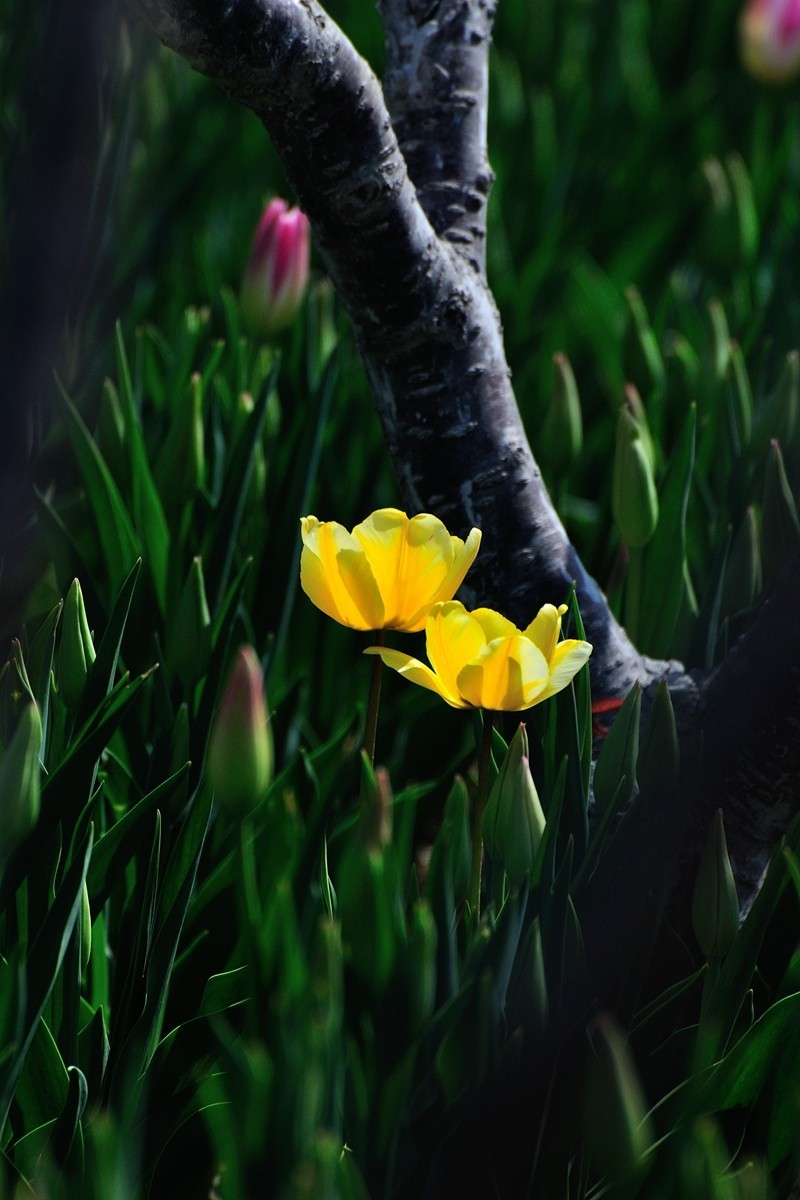 【视觉光影】郁金香（11）