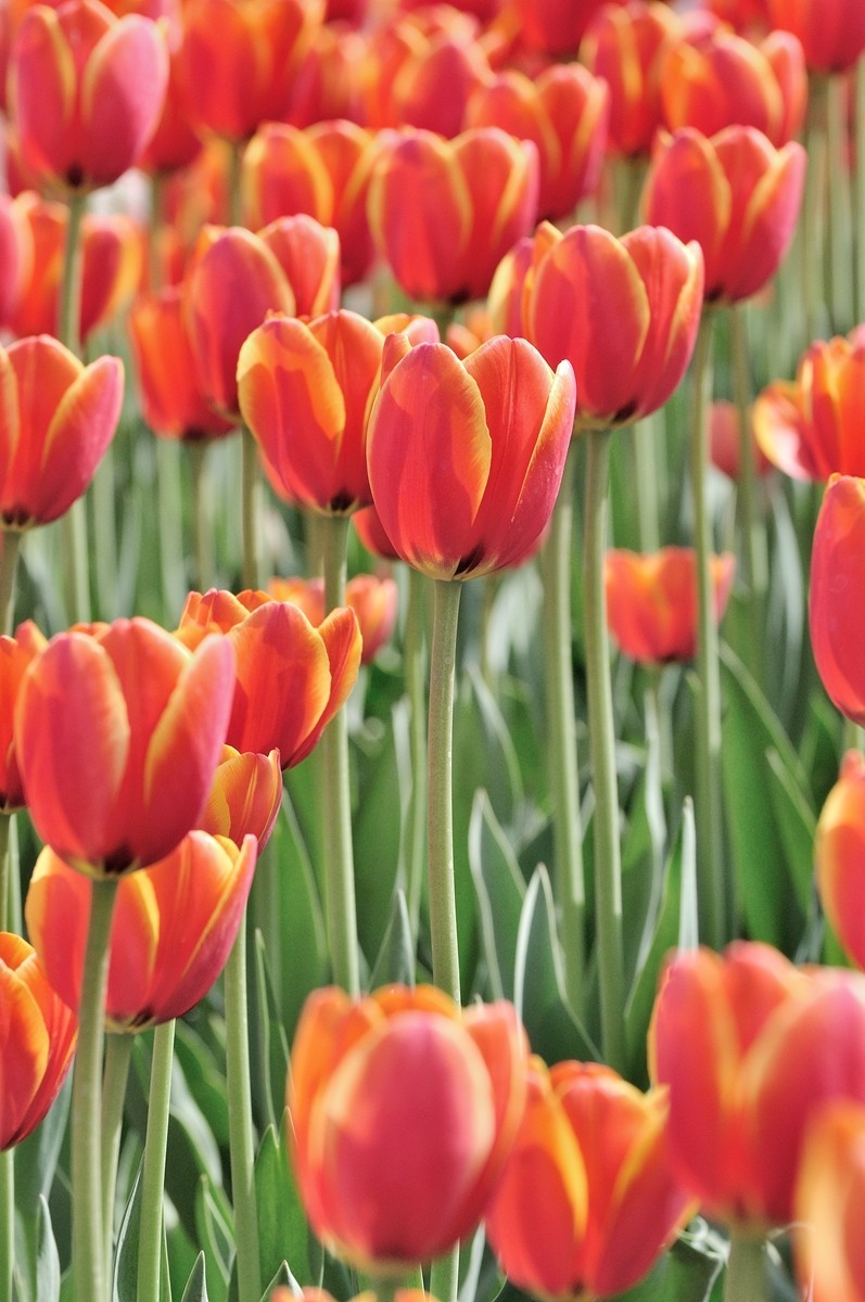 【视觉光影】郁金香（11）