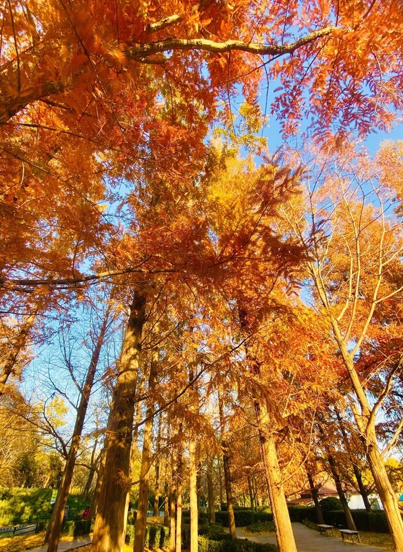 #遇见最美秋叶# 红杉树