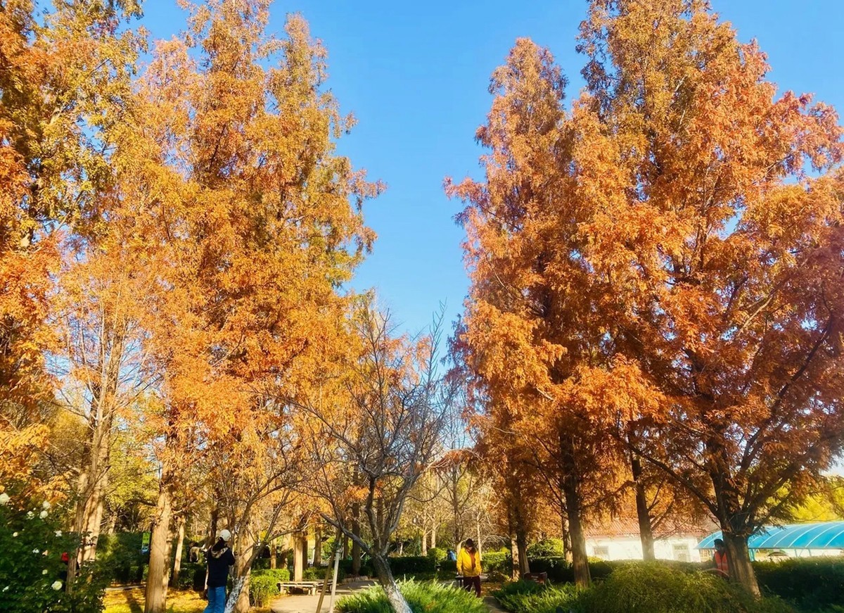 #遇见最美秋叶# 红杉树