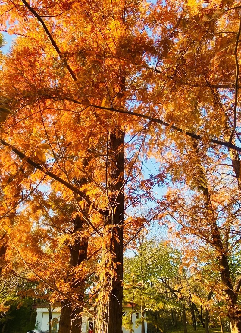 #遇见最美秋叶# 红杉树