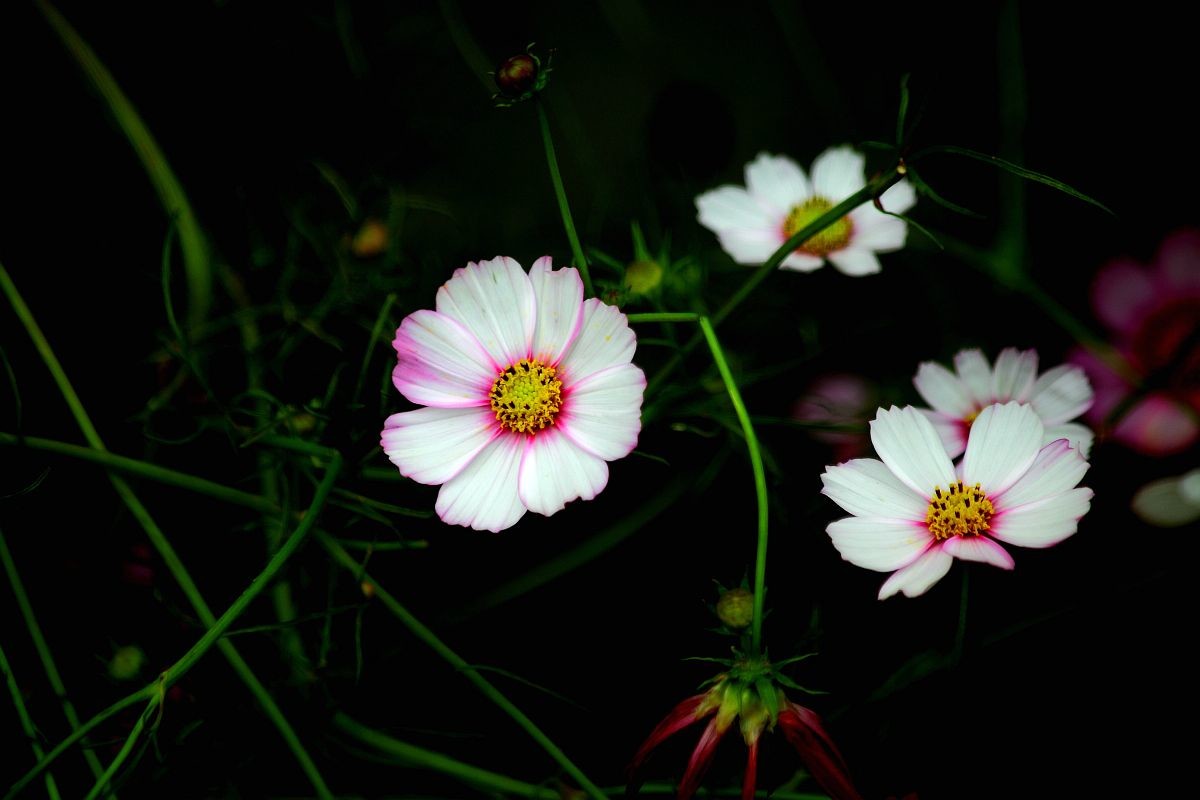 秋英，也叫波斯菊（二）