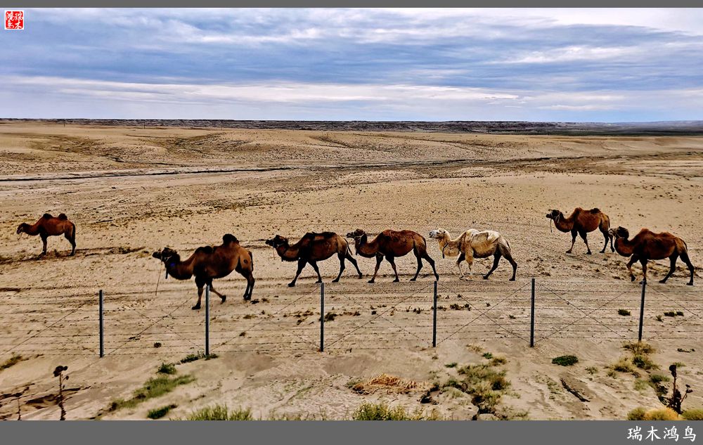 【魅力新疆行】2.走上S21沙漠公路