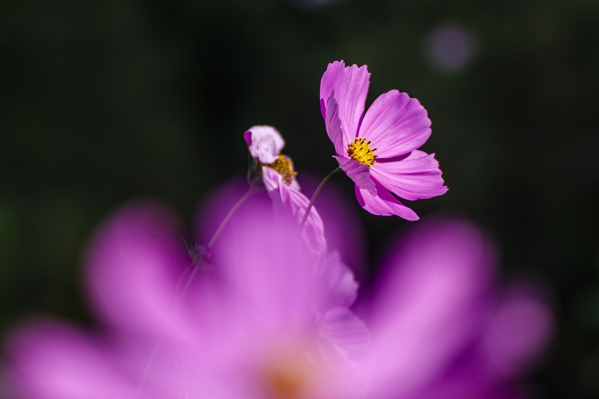 波斯菊（D7000）