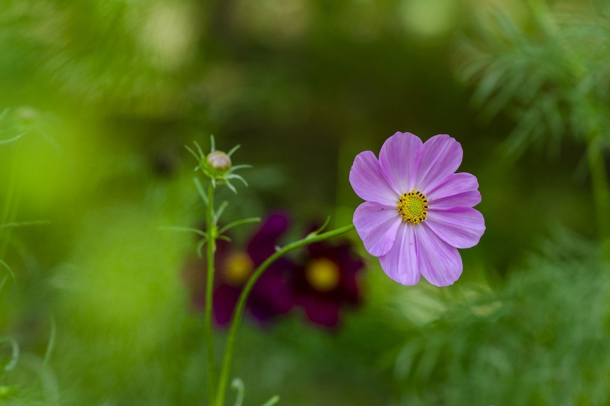 波斯菊（D7000）
