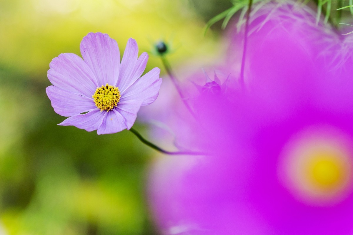 波斯菊（D7000）