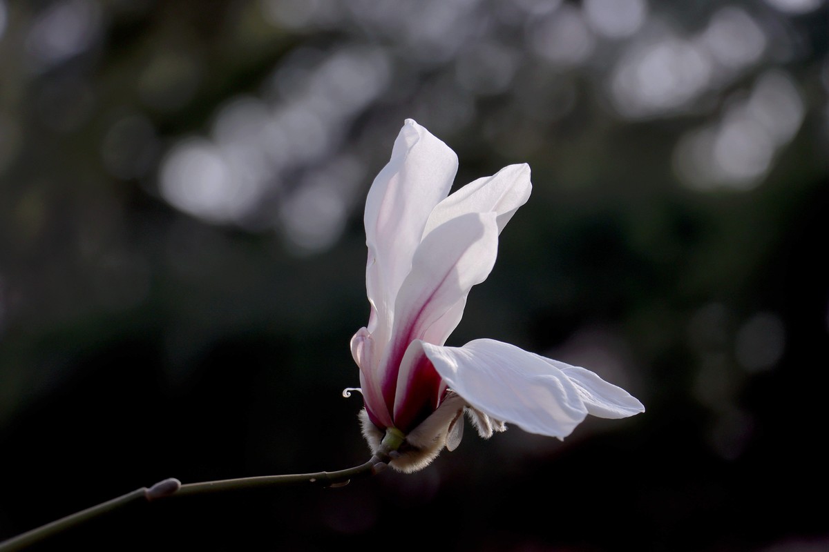 zol论坛>摄影论坛>地方俱乐部论坛>安阳论坛>2024-82>1200_800