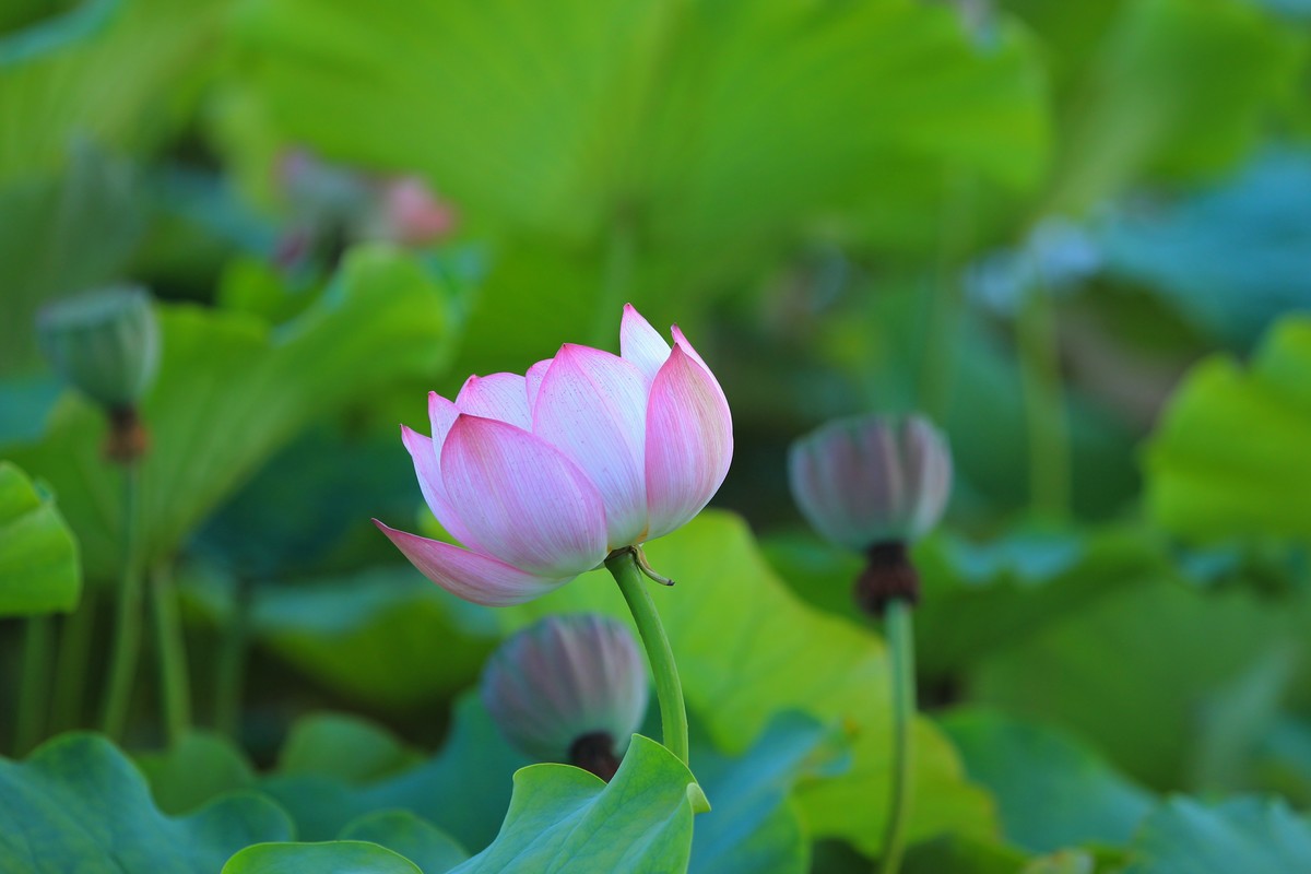 拍摄花卉一（345）