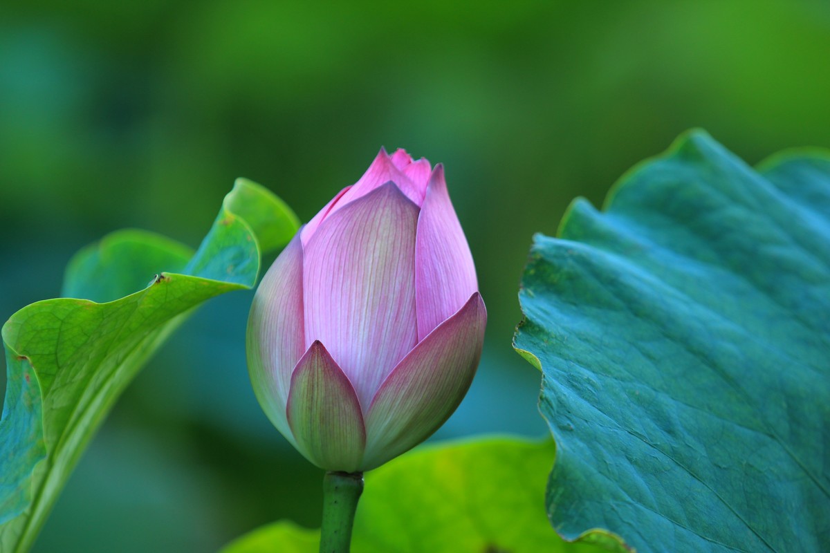 拍摄花卉一（345）