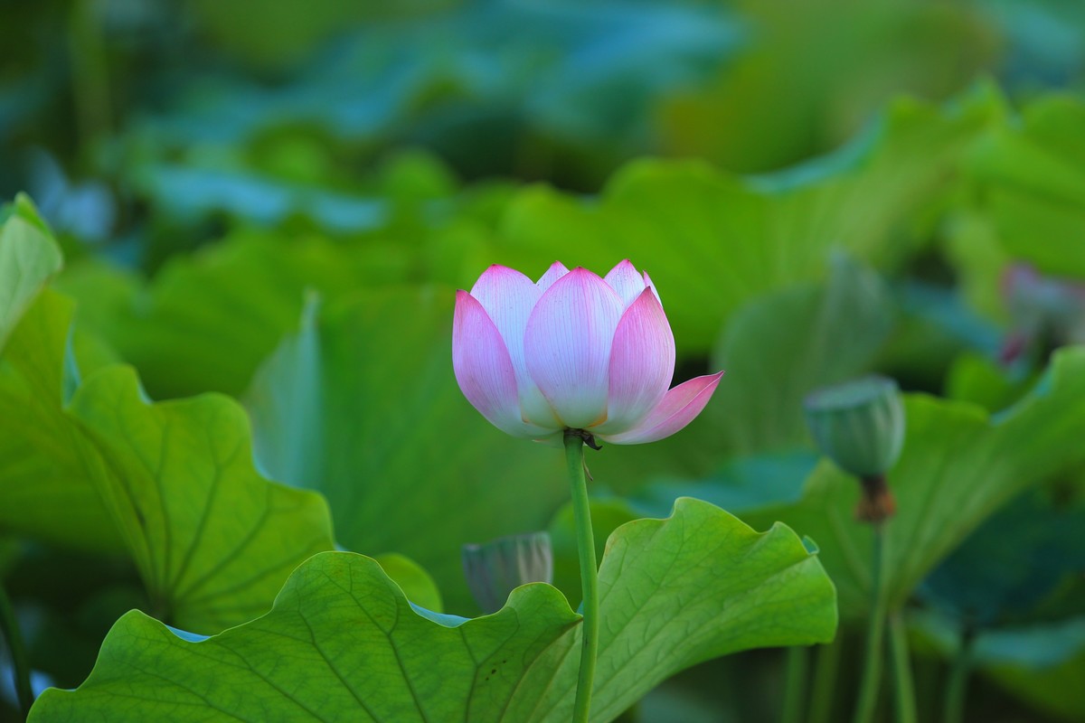 拍摄花卉一（345）