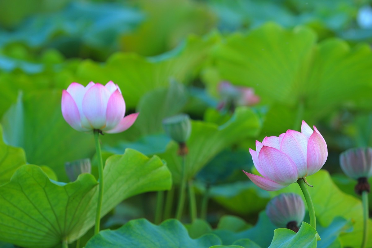 拍摄花卉一（345）