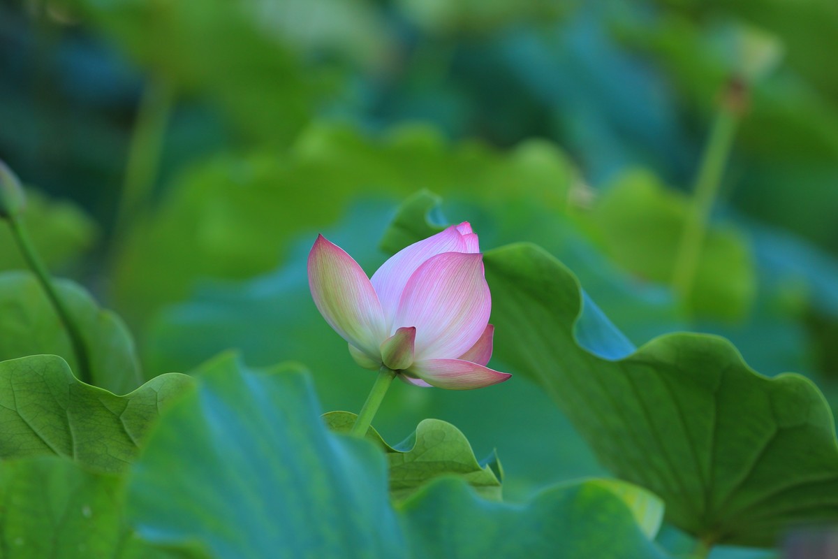 拍摄花卉一（345）