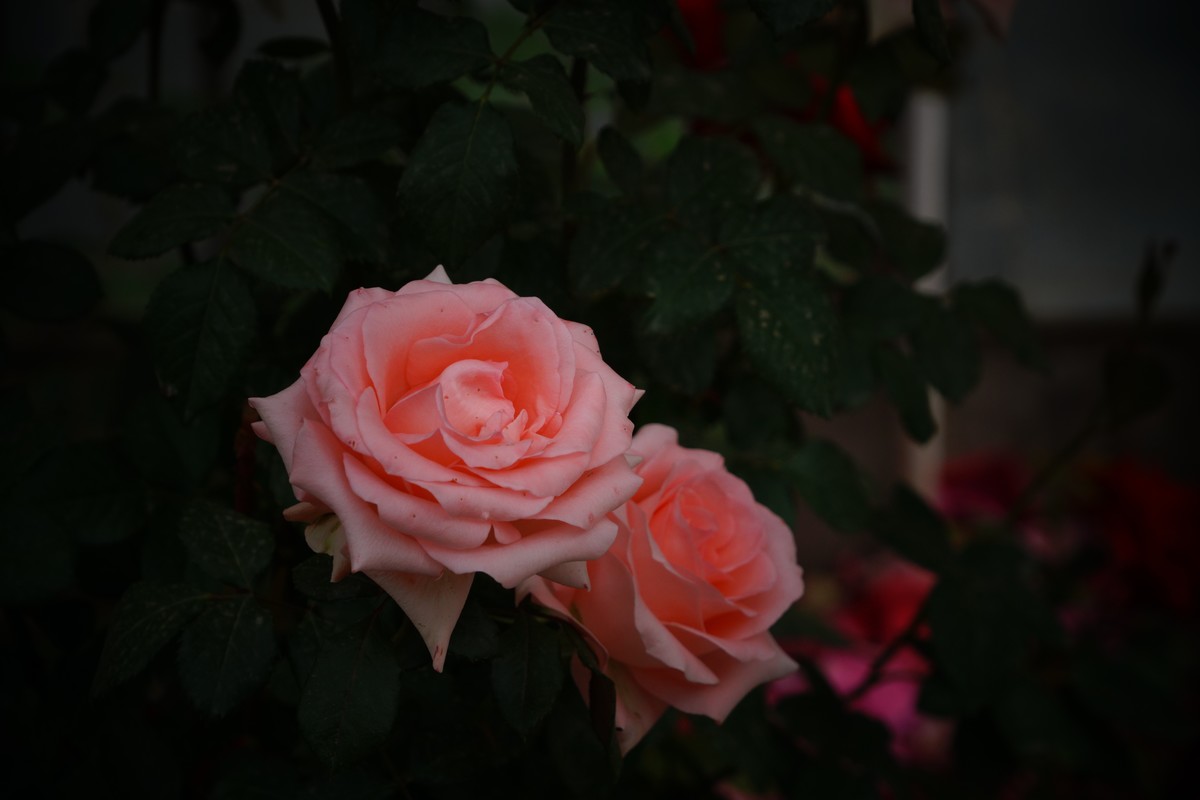 月季花