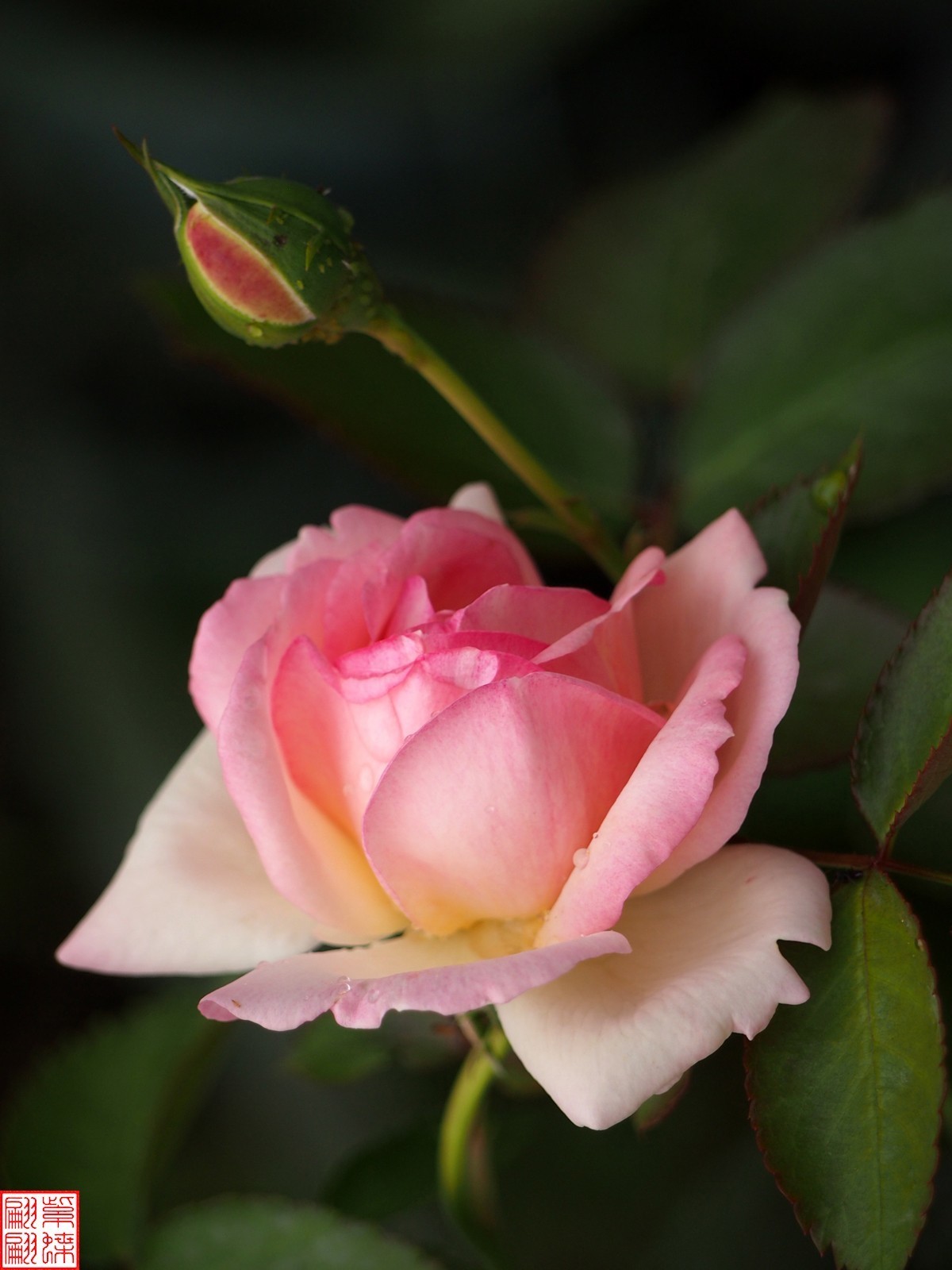 2024开放之欧月（3）