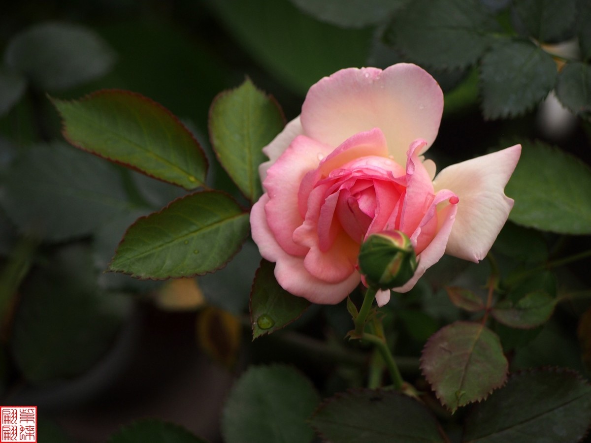 2024开放之欧月（3）