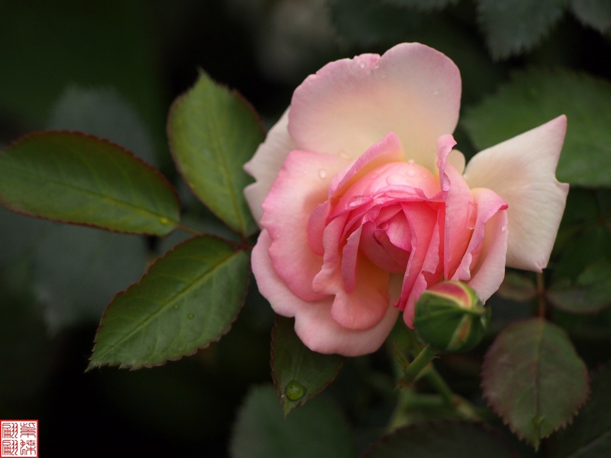 2024开放之欧月（3）