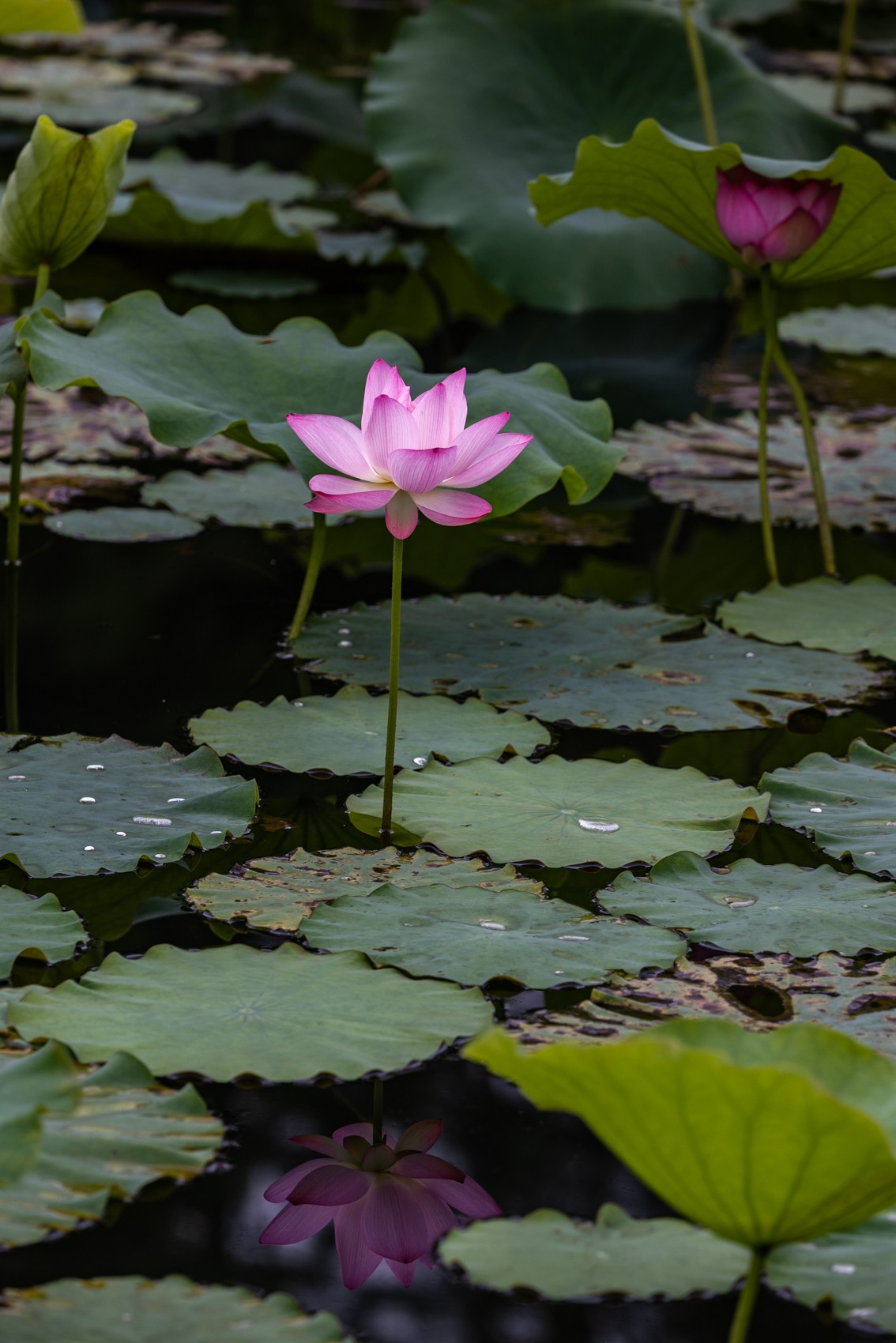 花枝招展（205）