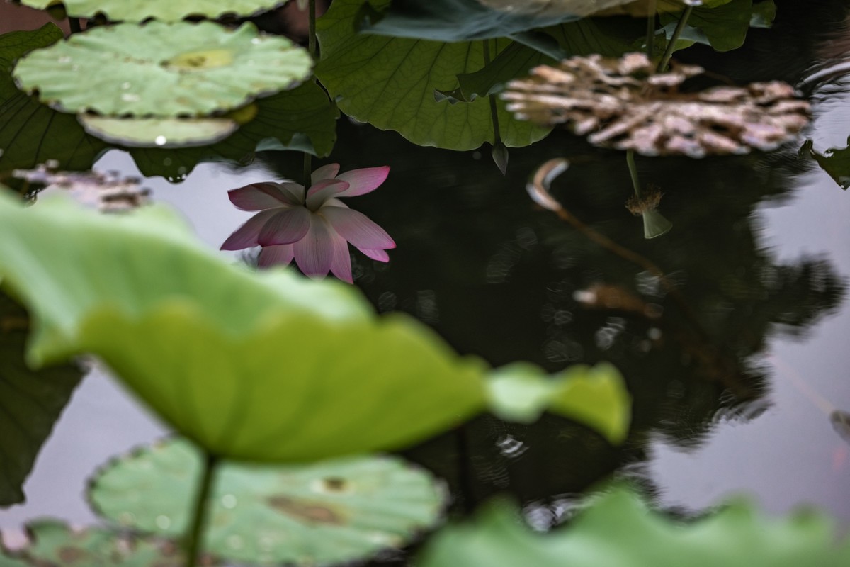 花枝招展（205）