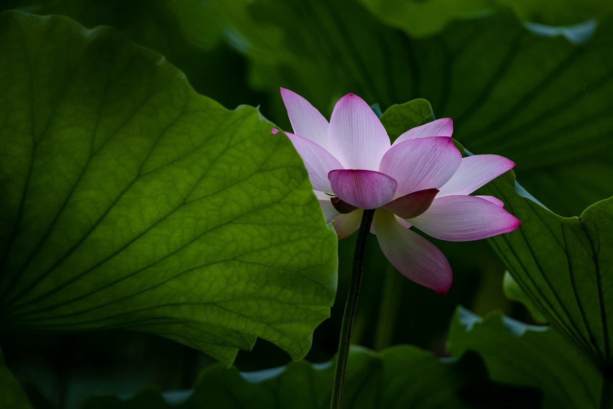 花枝招展（205）