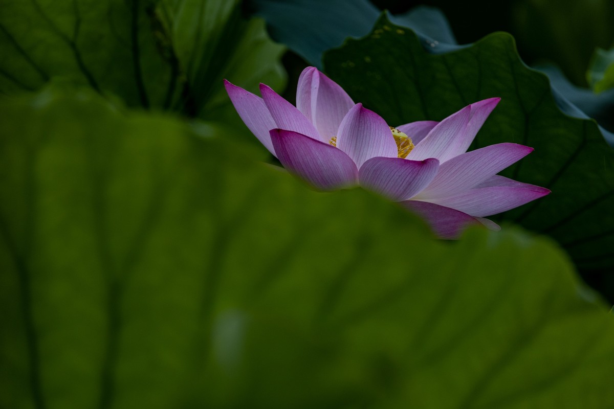 花枝招展（205）