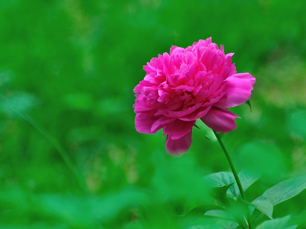 【视觉光影】 芍      药    （1）