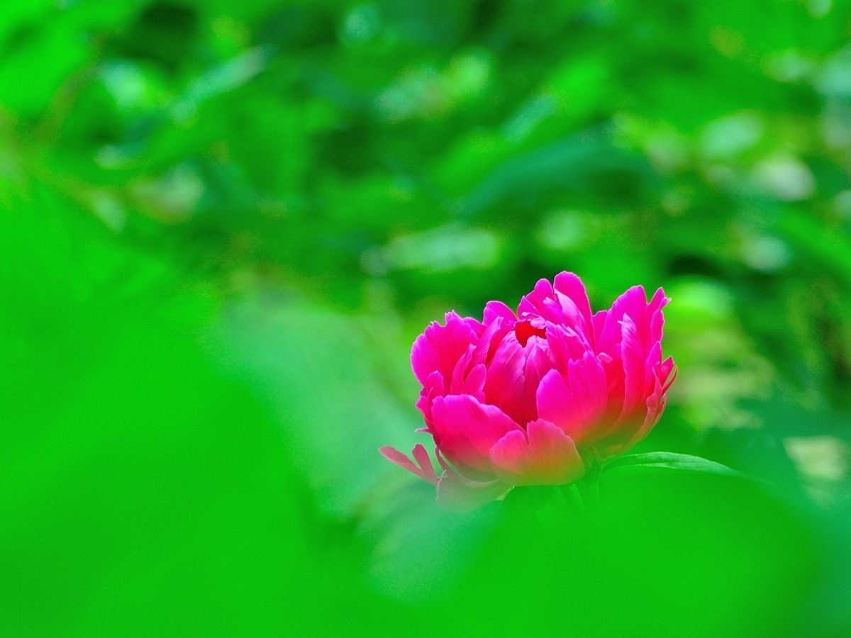 【视觉光影】 芍      药    （1）