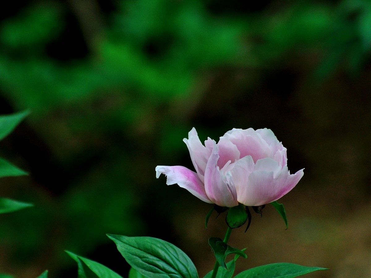 【视觉光影】 芍      药    （1）