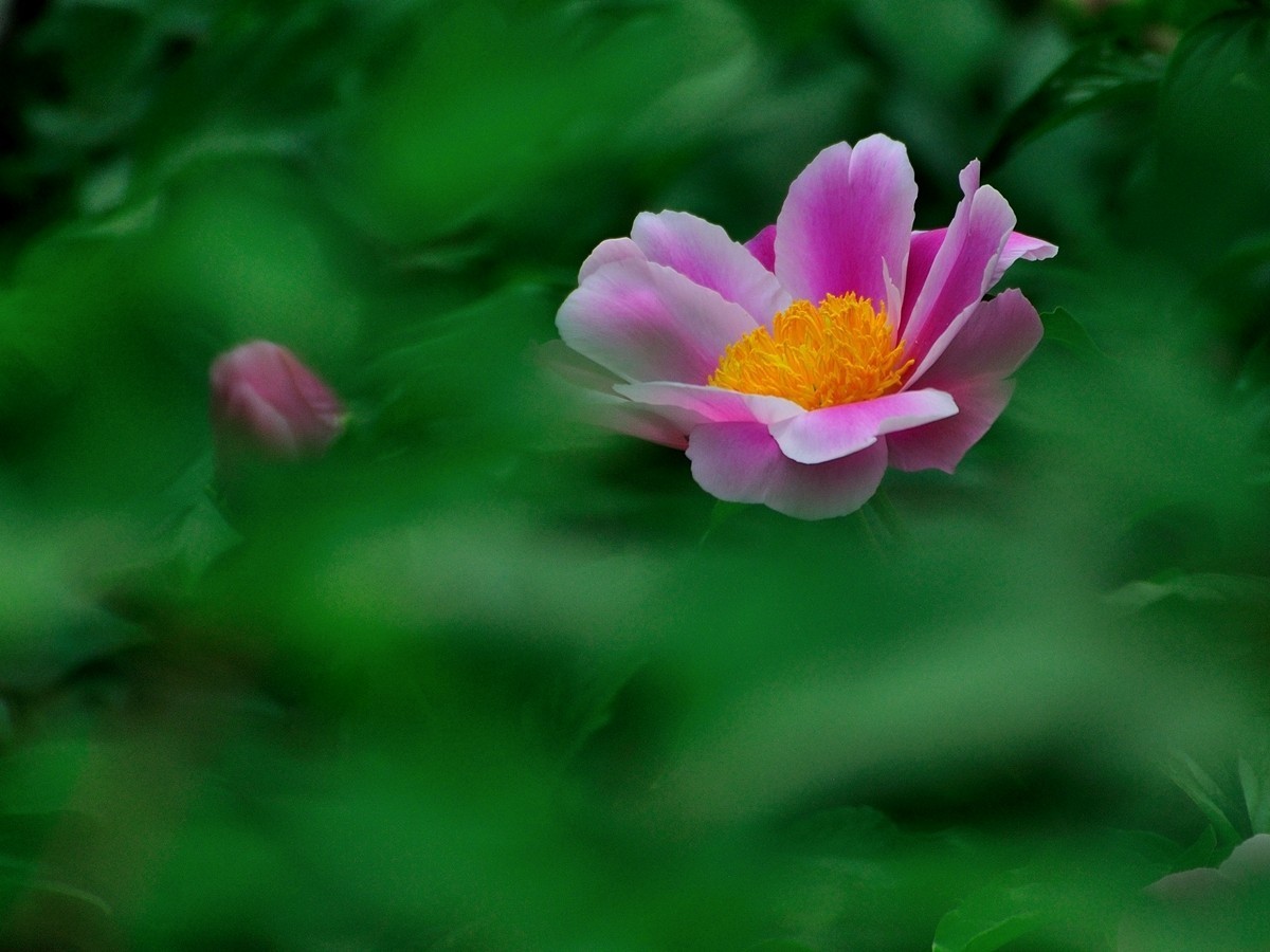 【视觉光影】 芍      药    （1）